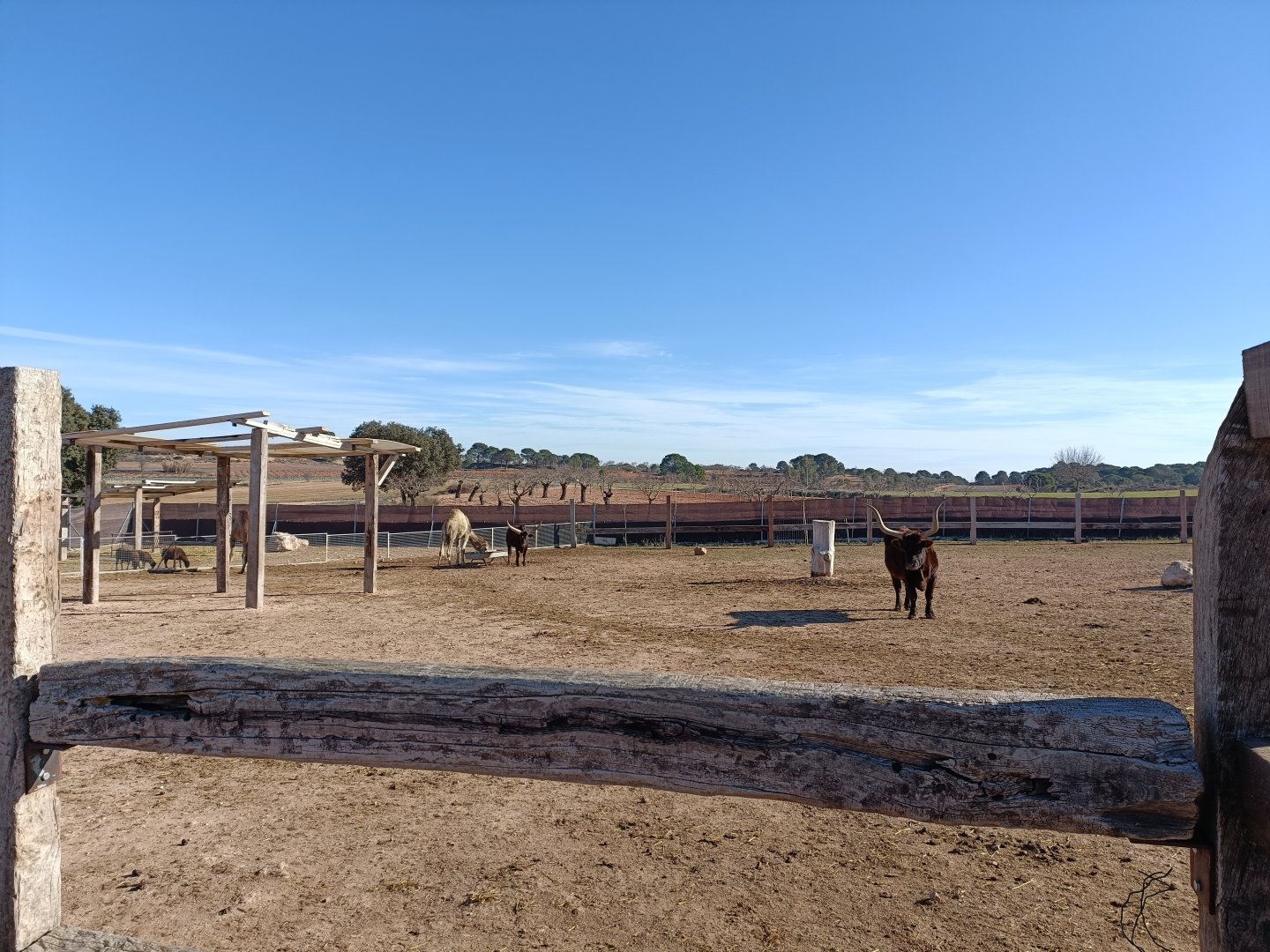 Watusi and dromedary exhibit - Bioparque La Rocha