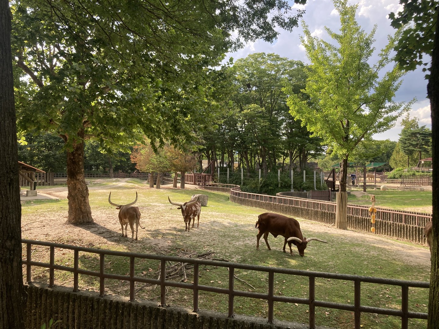 Watusi and elephant forest