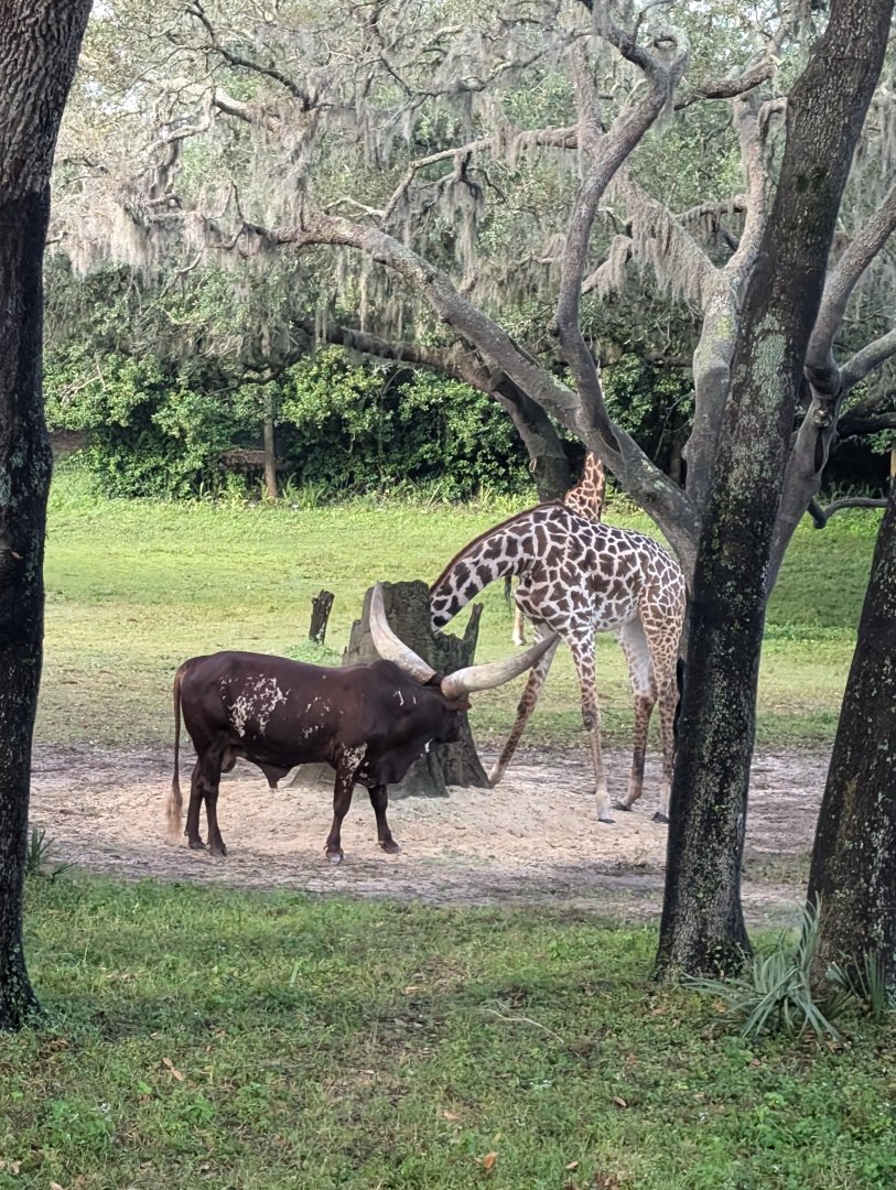 Watusi and Giraffe - Kilimanjaro Safari