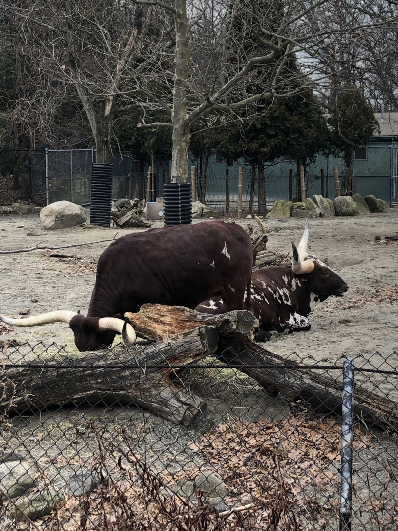 Watusi, Ankole Cattle - Feb, 2020