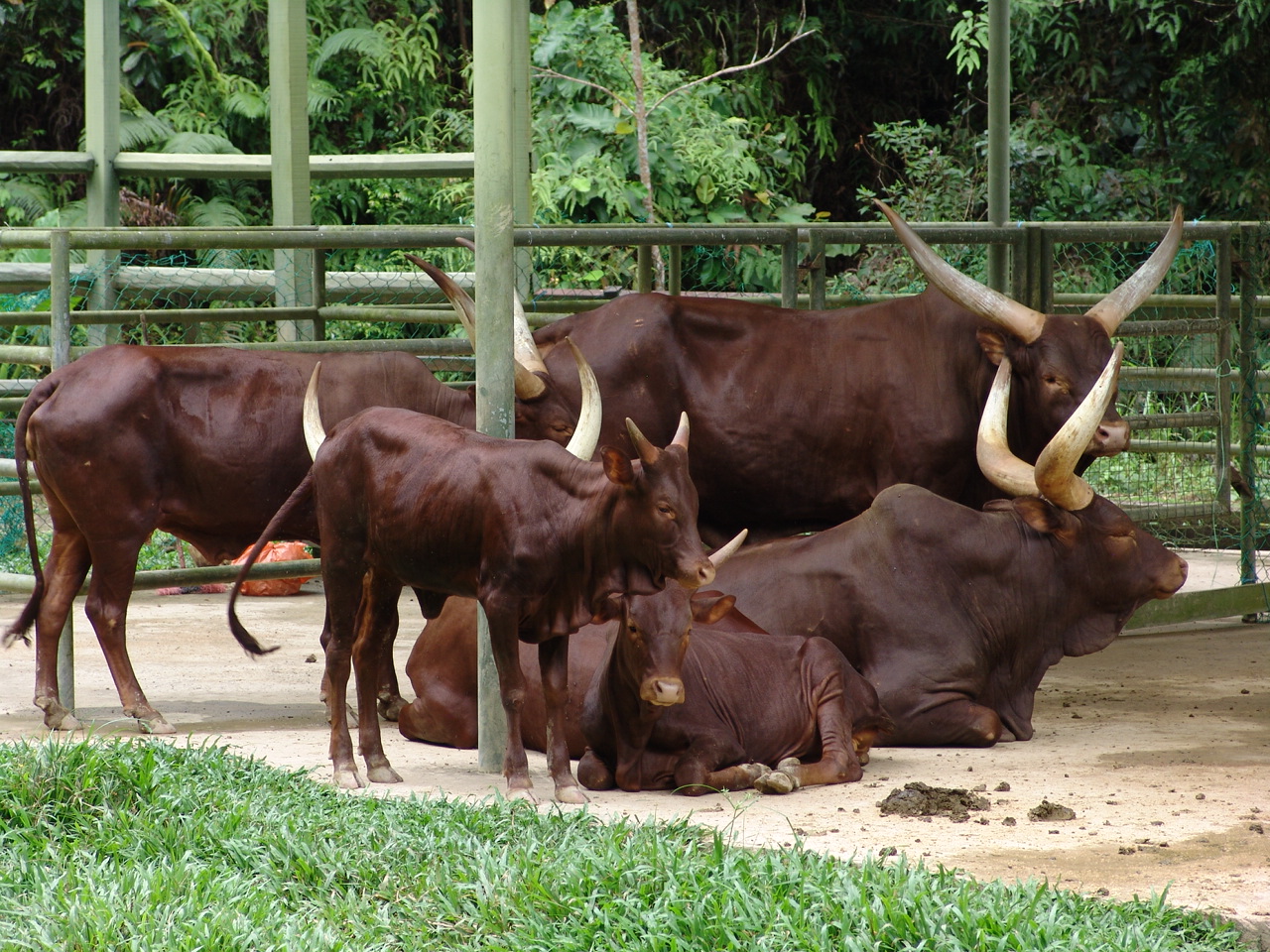 Watusi (Ankole) Cattle