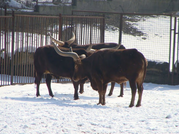 WATUSI (Bos taurus taurus watusi)