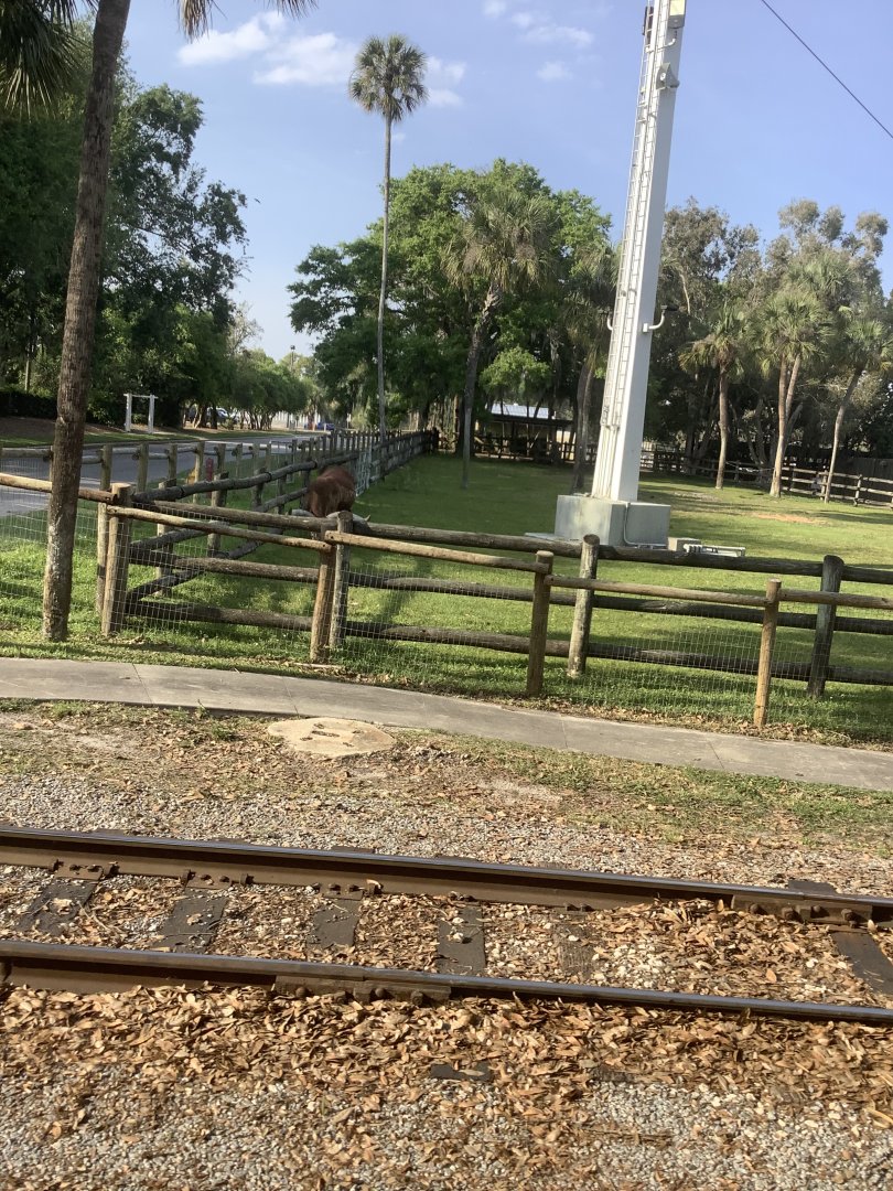 Watusi Cattle 3/21/24