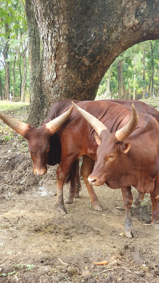 Watusi Cattle (Bos taurus) - Solo Safari