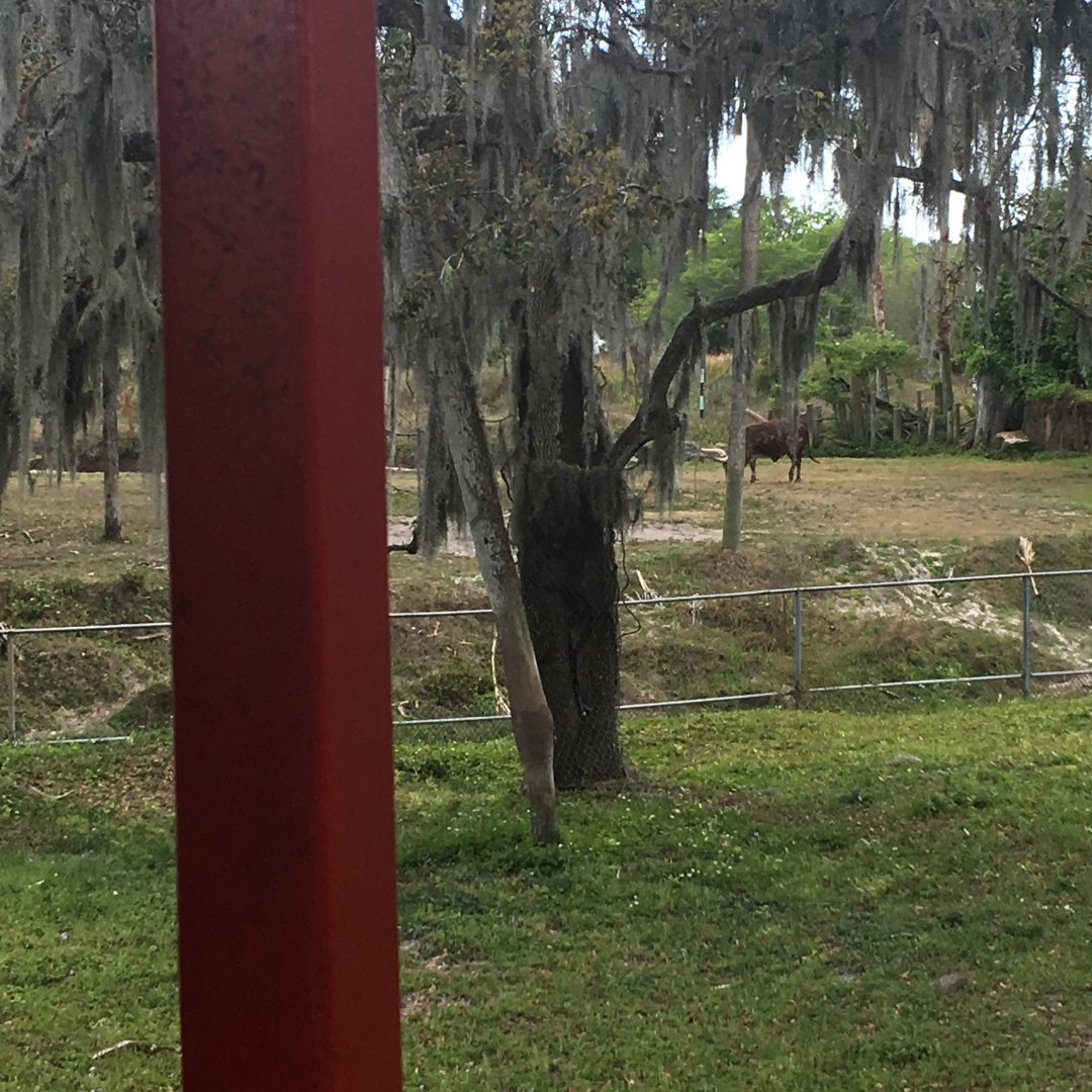 Watusi Cattle Exhibit