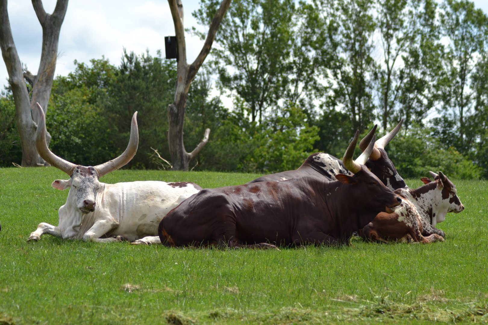 Watusi cattle in Givskud Zoo
