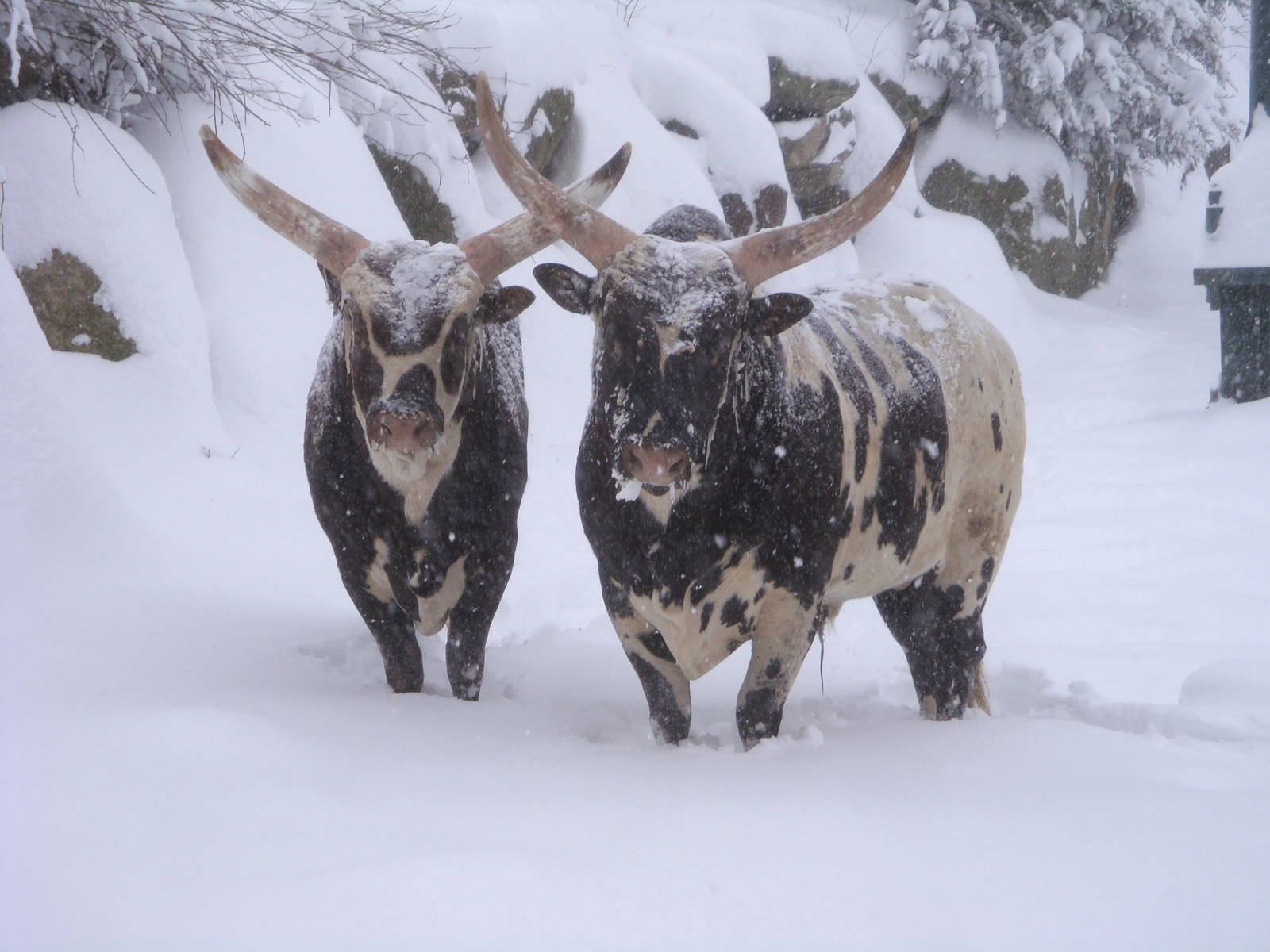 Watusi Cattle in the snow