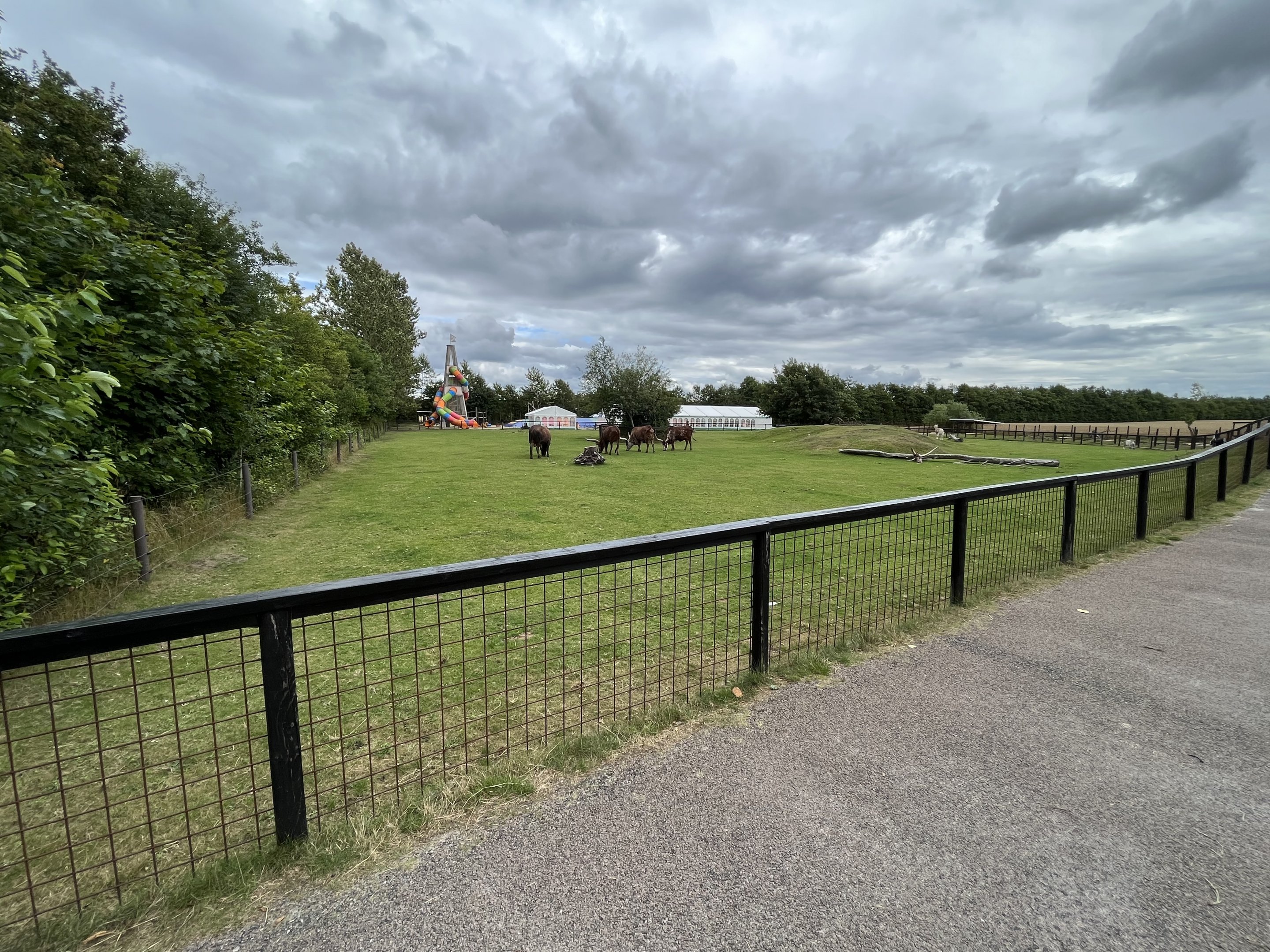 Watusi Cattle - minimal barrier