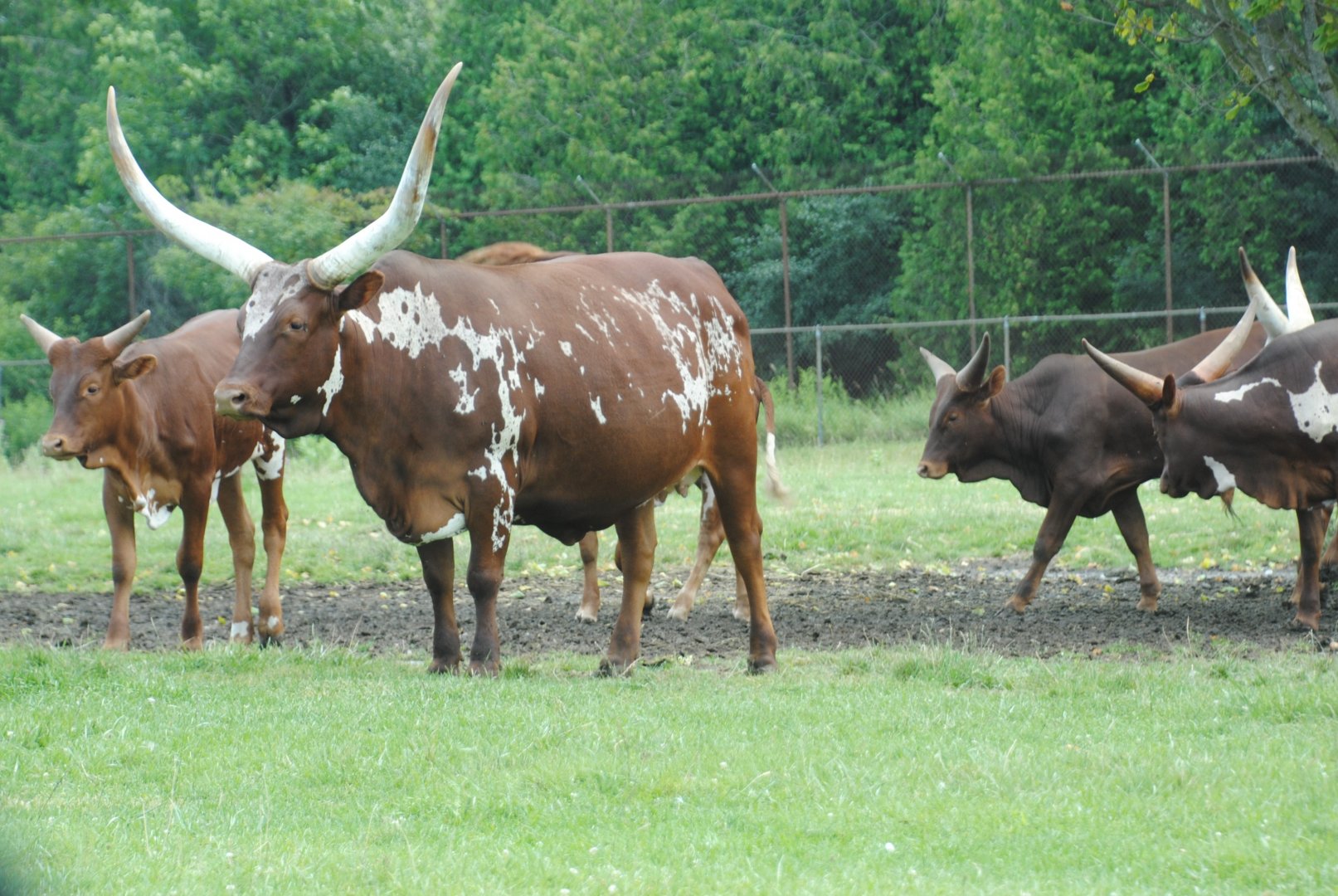 Watusi Cattle (Nairobi Sanctuary drive-through reserve)