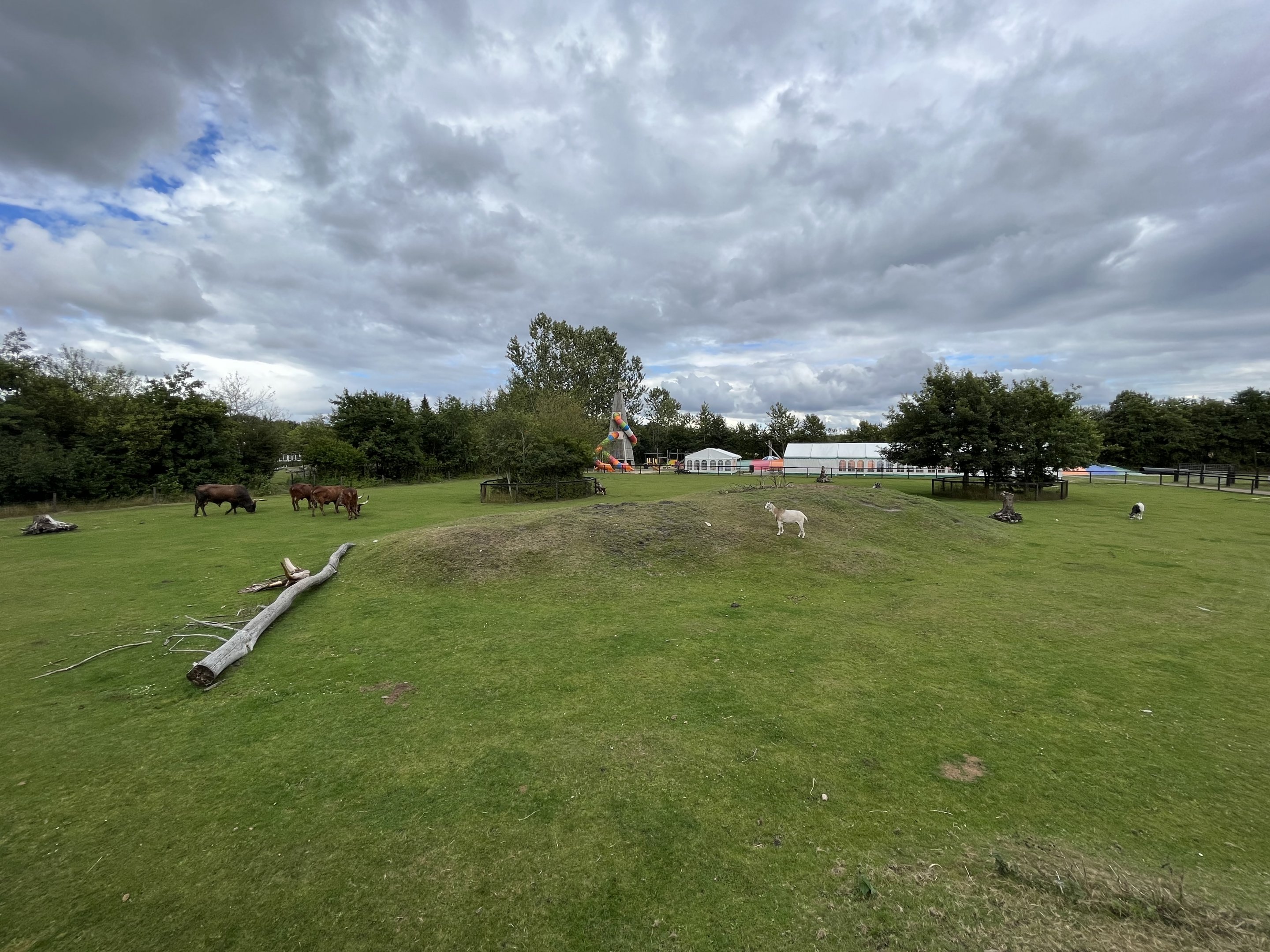 Watusi Cattle/Nubian Goat Exhibit