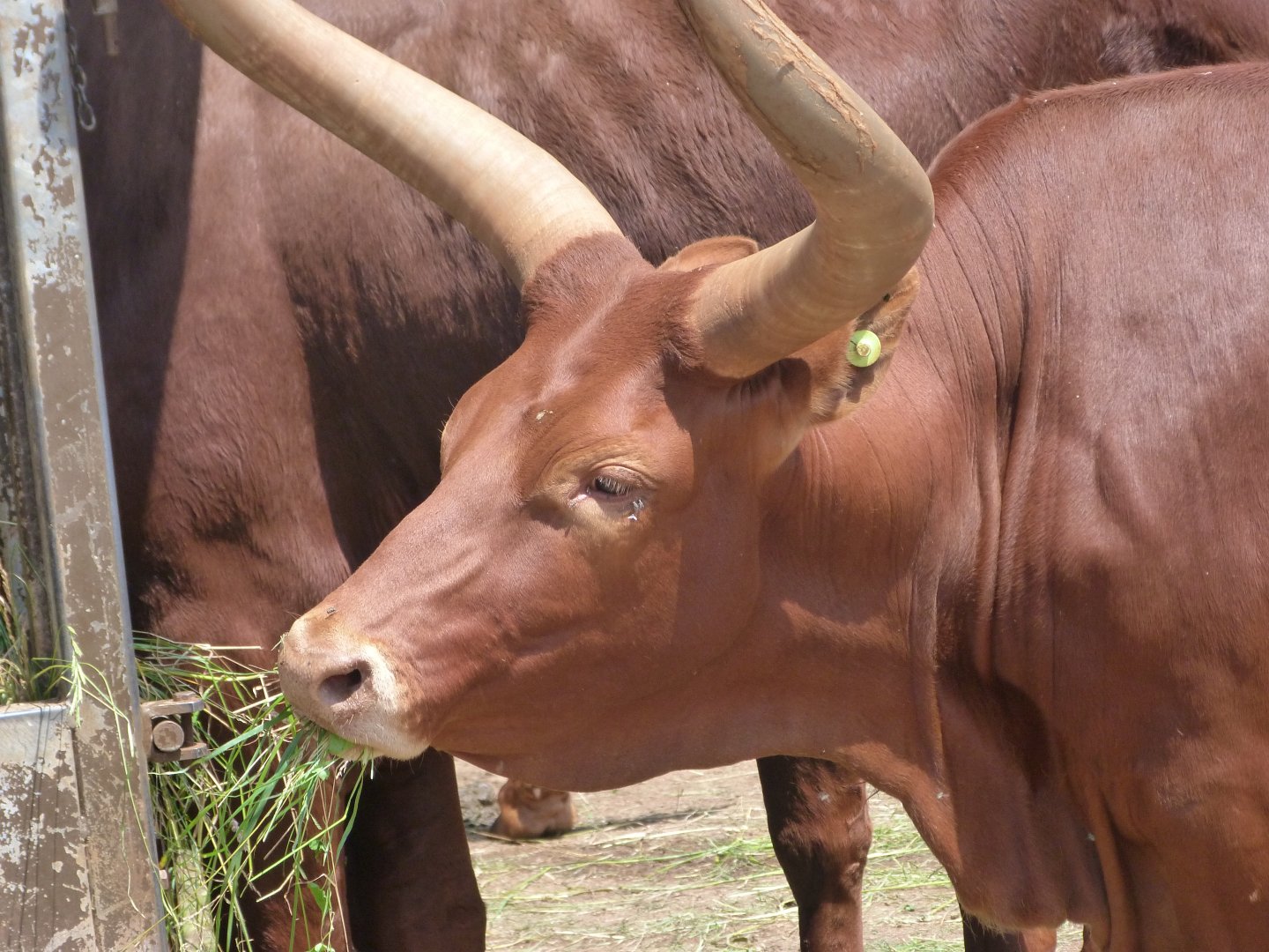 Watusi cattle -Parque de la Naturaleza de Cabárceno (2025)