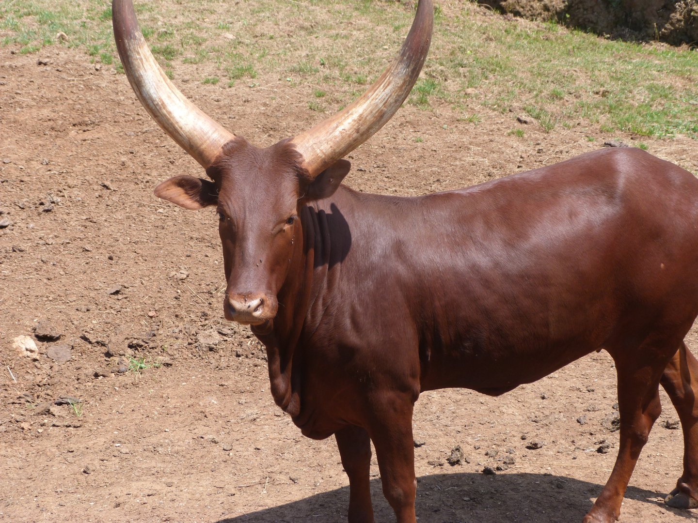 Watusi cattle -Parque de la Naturaleza de Cabárceno (2025)