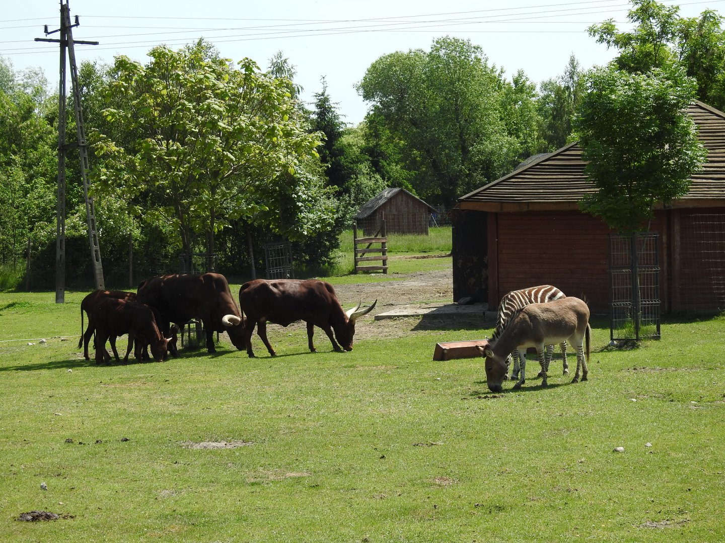Watusi cattle, Somali ass and zebra