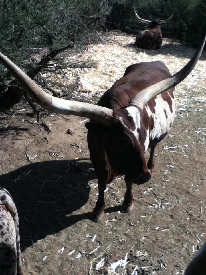Watusi Cattle