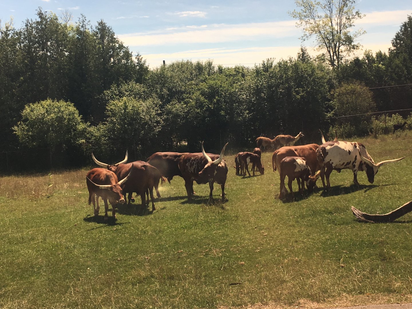 Watusi Cattle