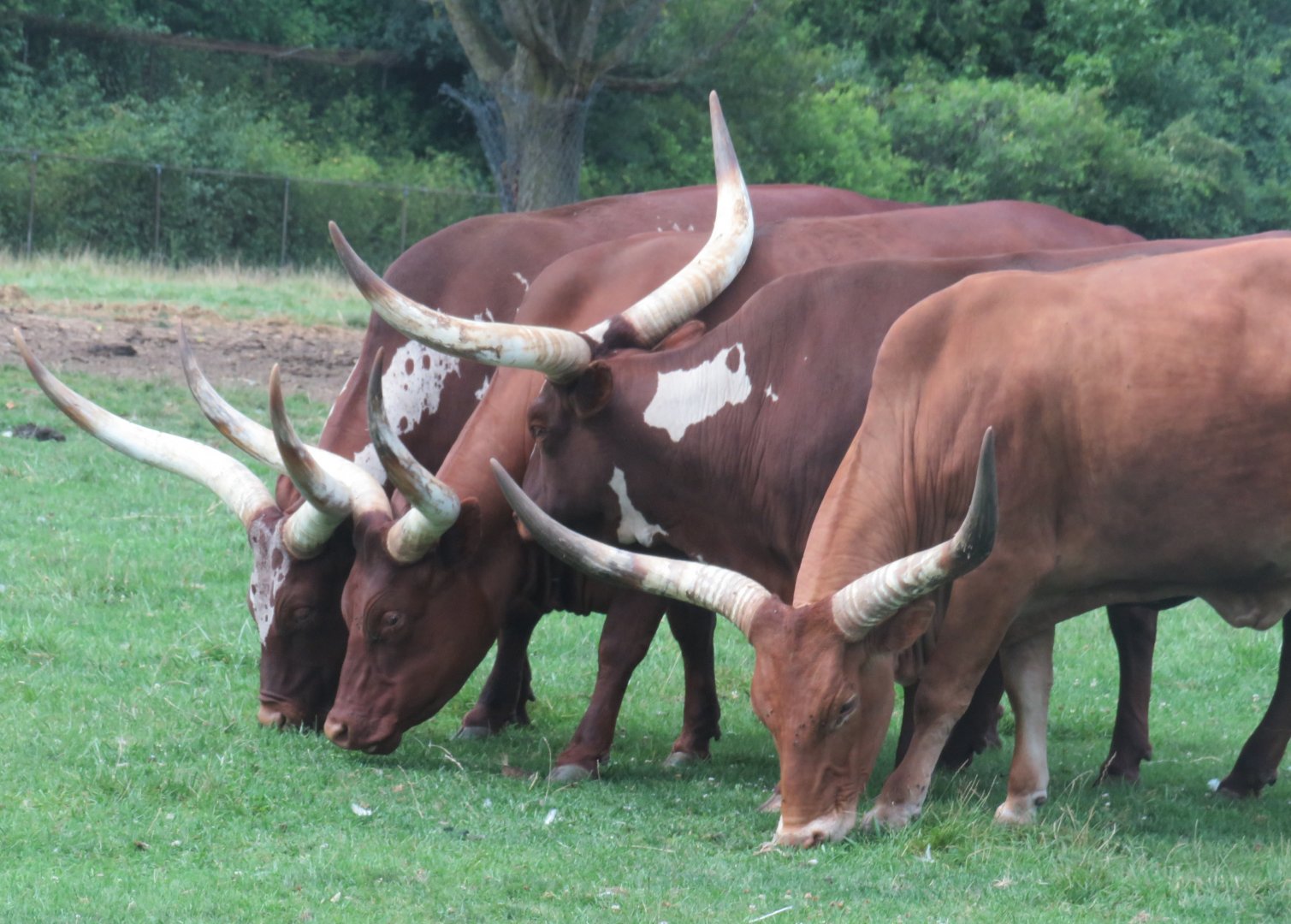 Watusi cattle
