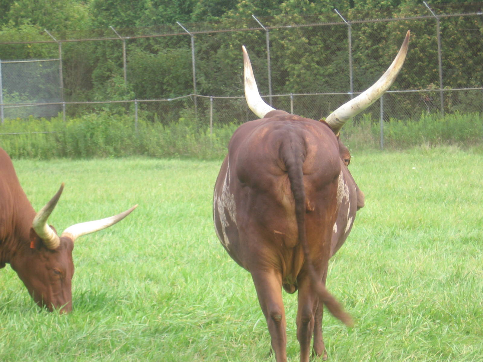 Watusi Cattle
