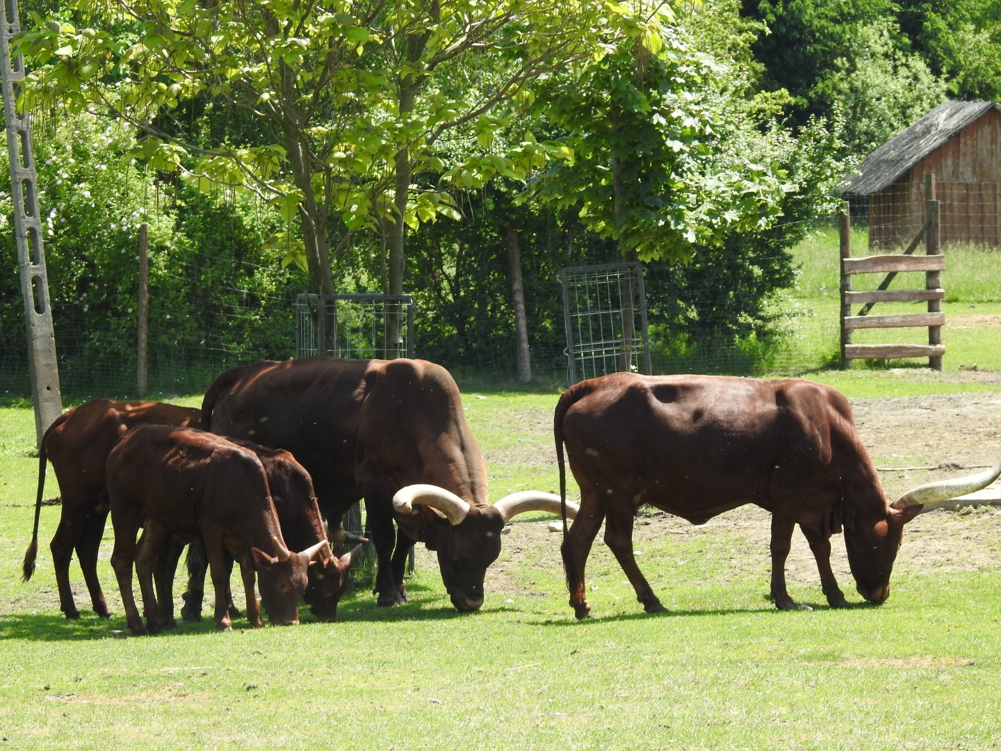 Watusi cattle