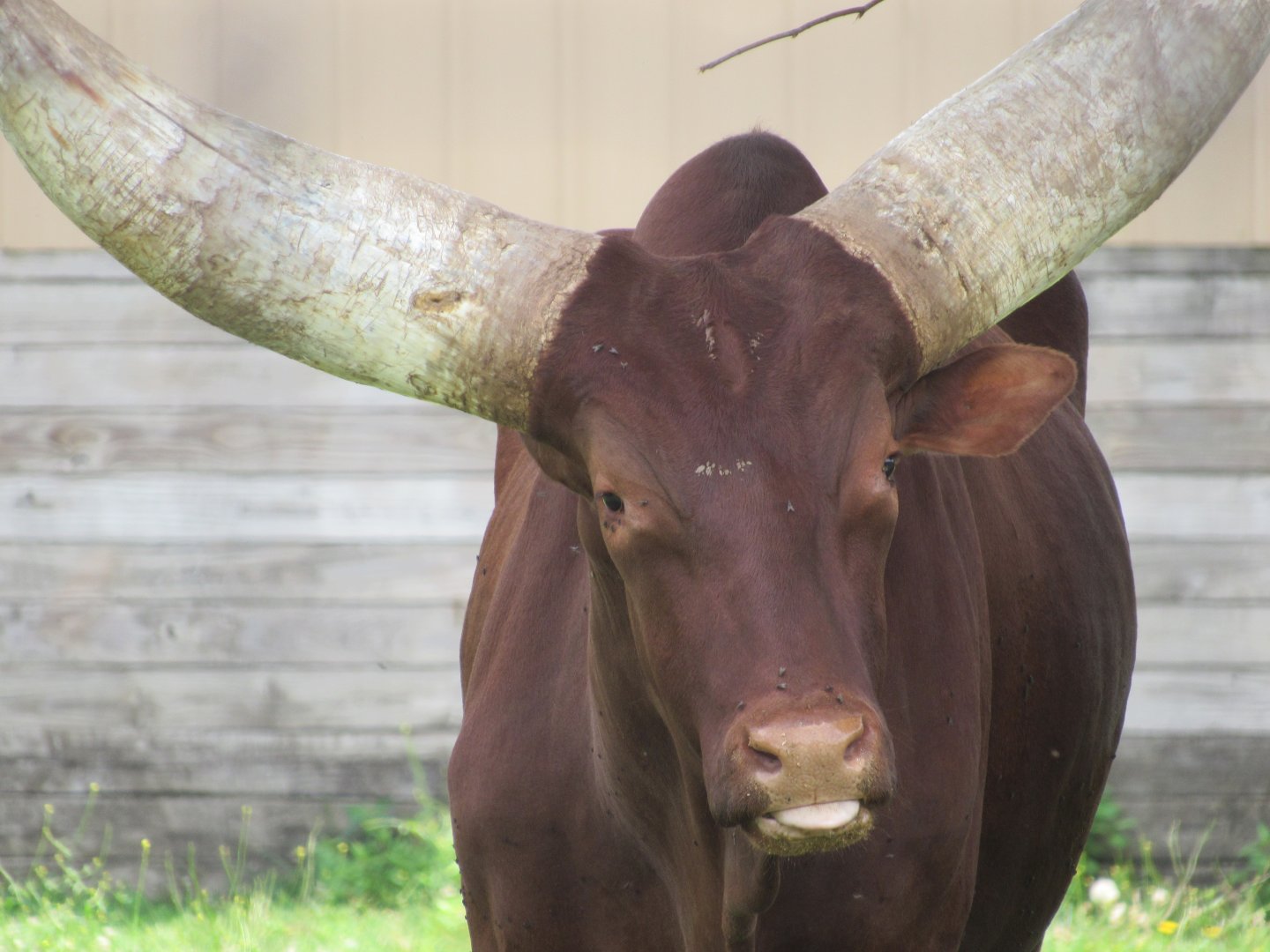 Watusi Cattle