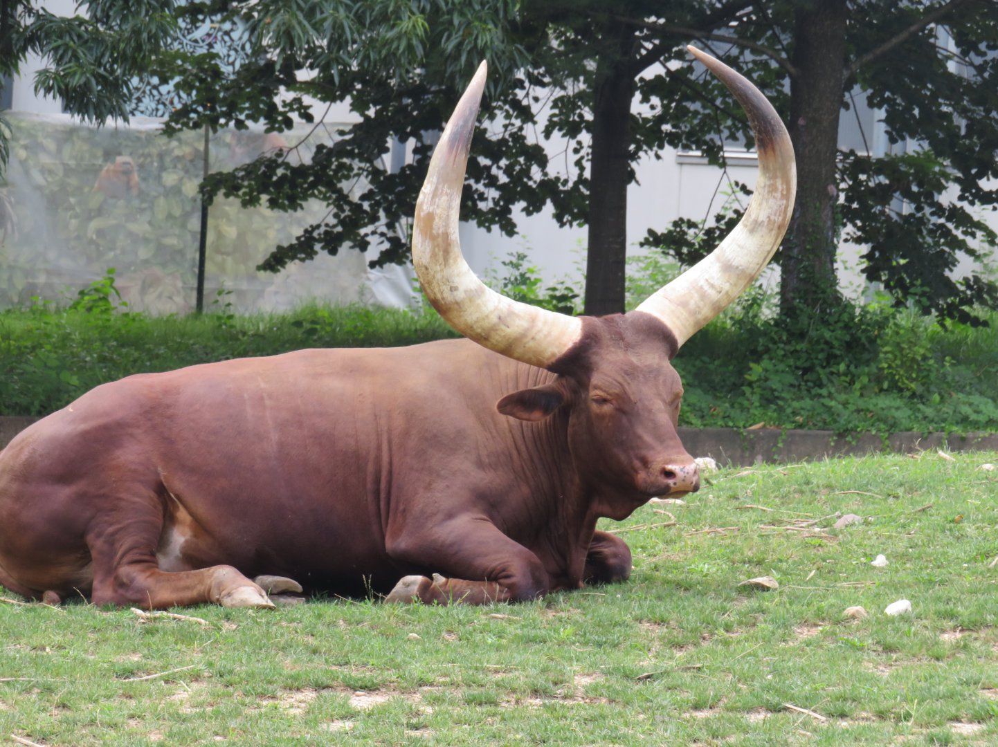 Watusi cattle
