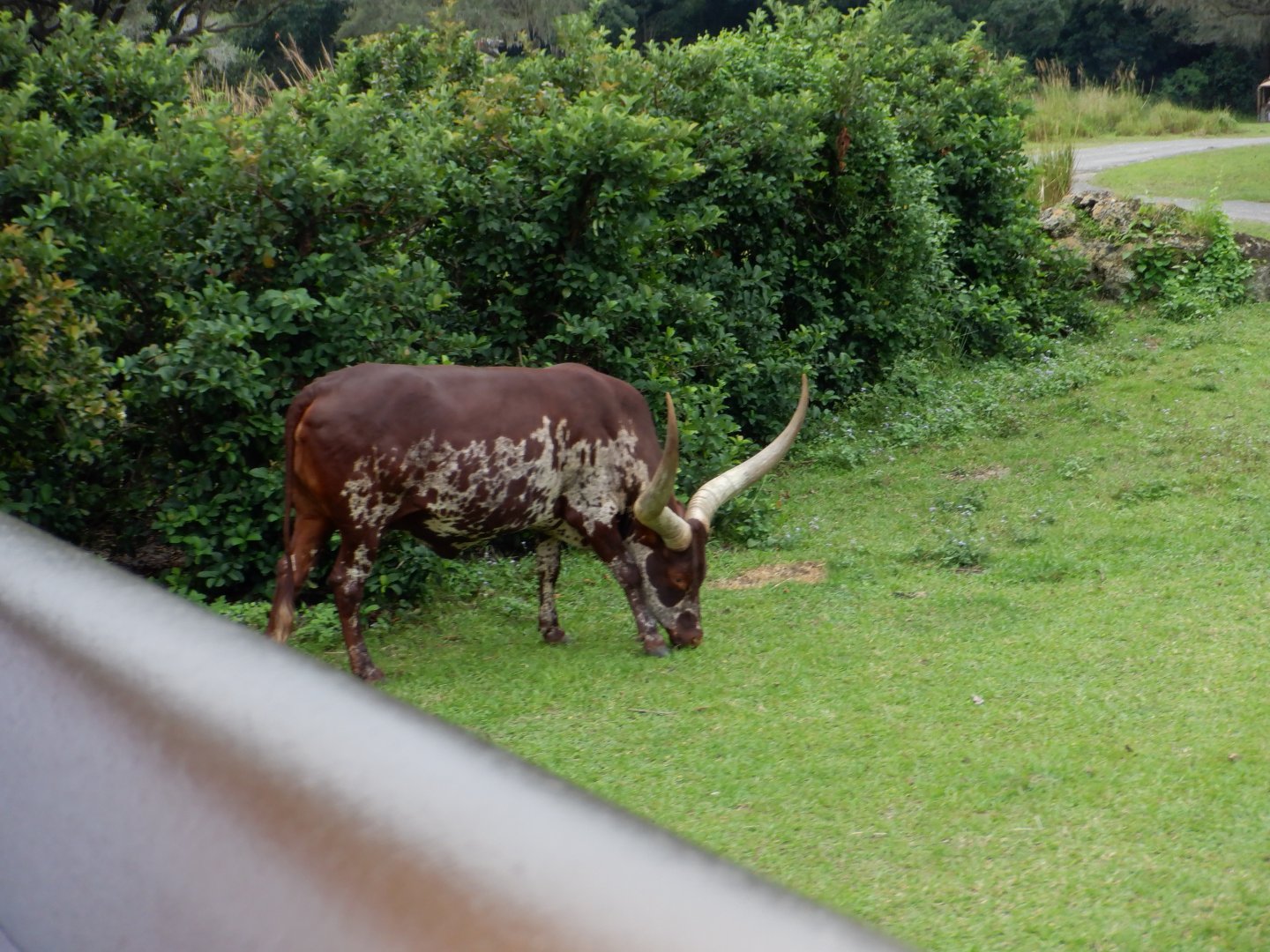 Watusi Cow at Disney's Animal Kingdom