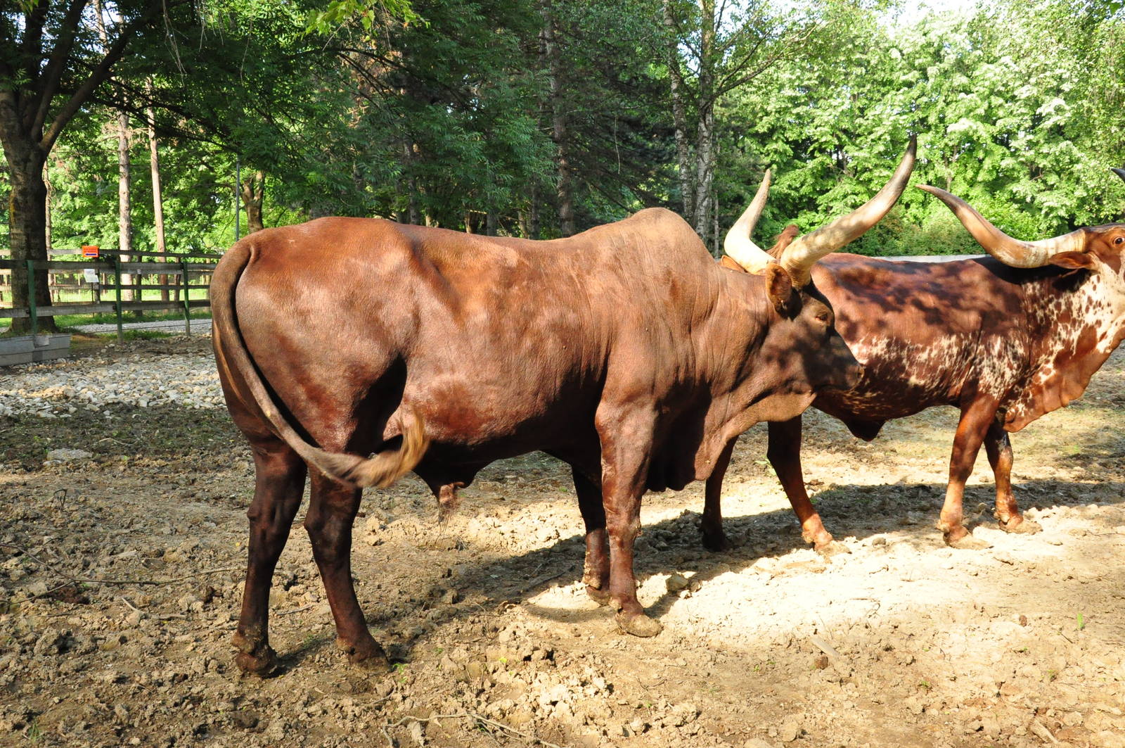 Watusi cow/ Bos taurus taurus watusi