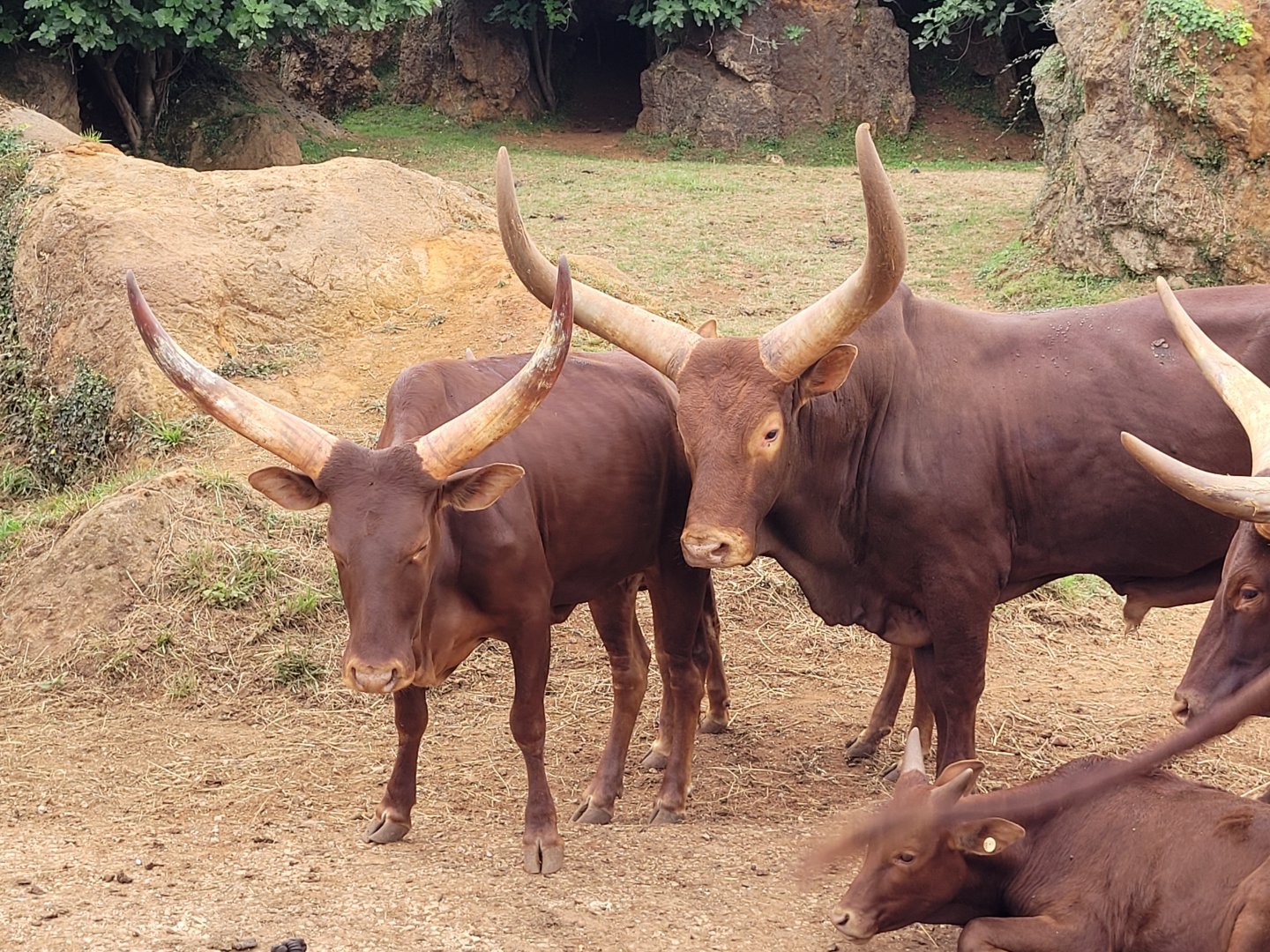 Watusi -Parque de la Naturaleza de Cabárceno (2022)