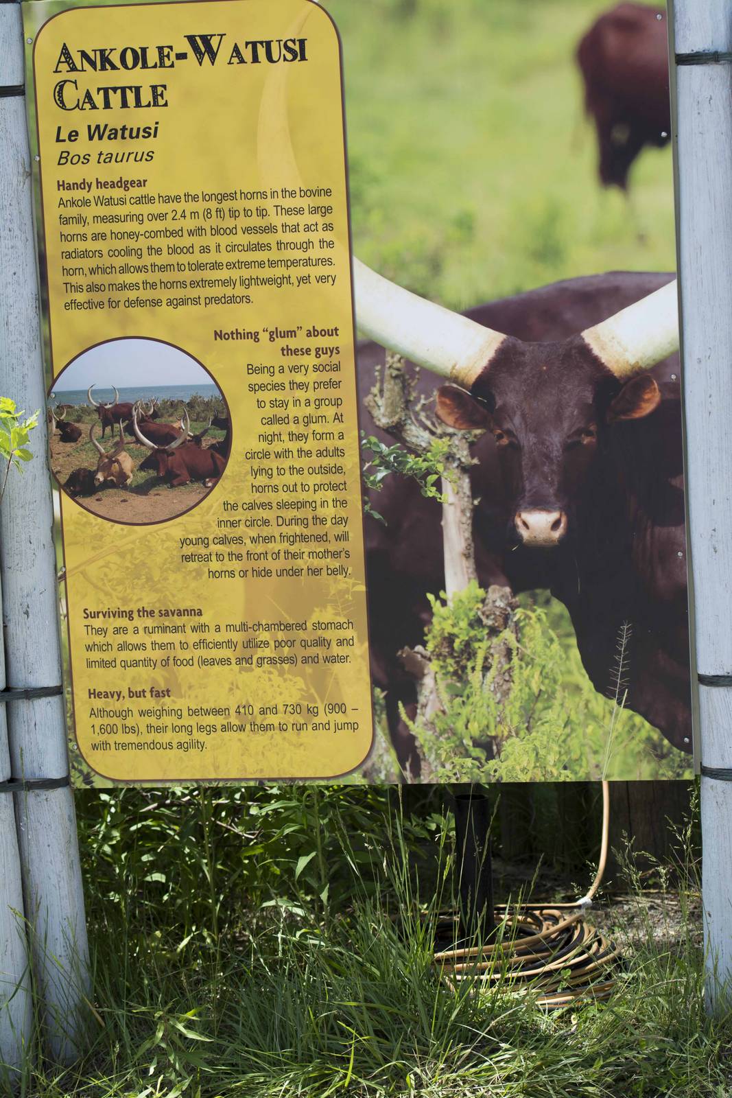 Watusi Signage