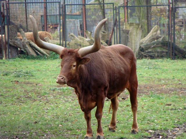 Watusi