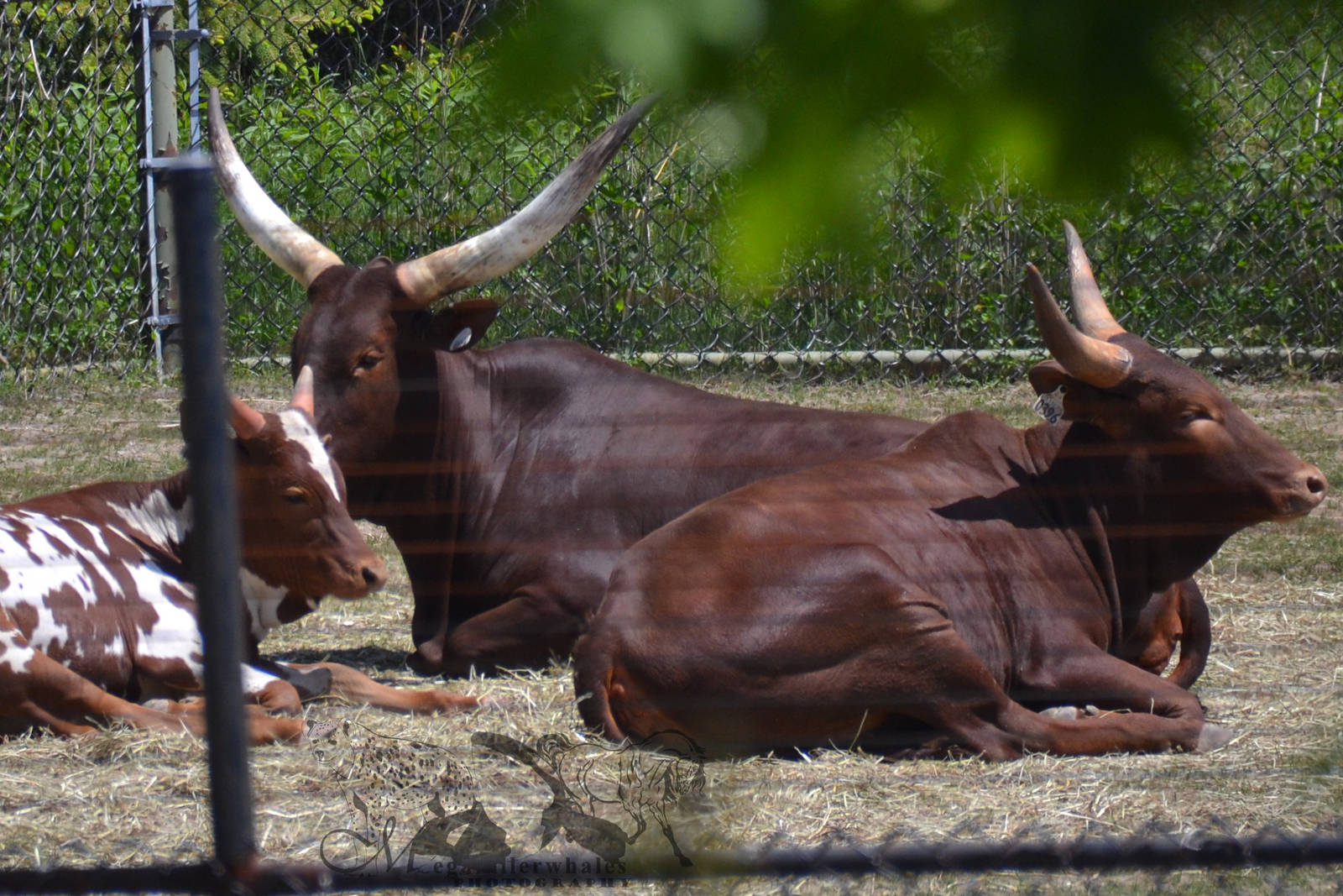 Watusi