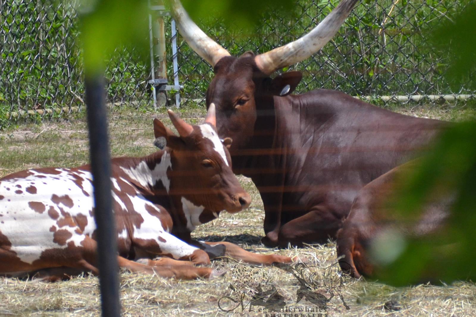 Watusi