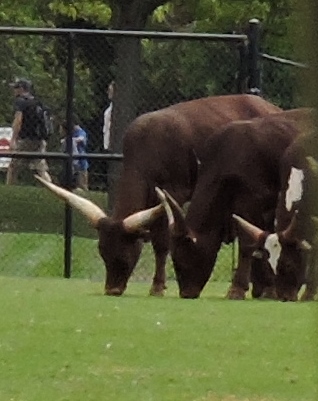 Watusi