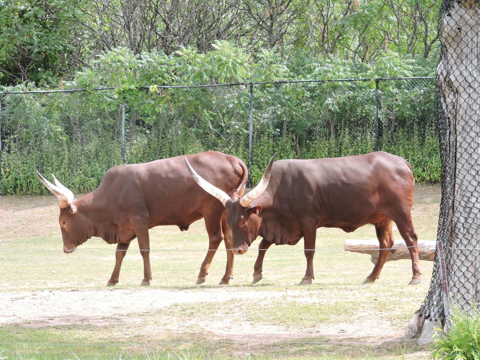 Watusi