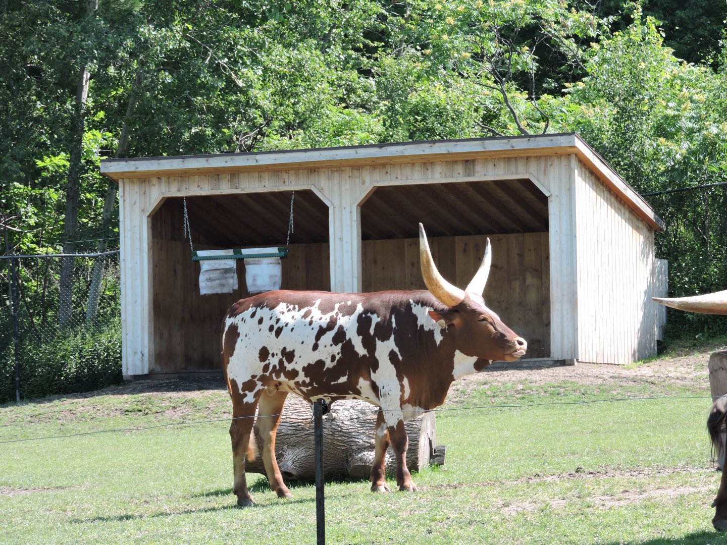 Watusi