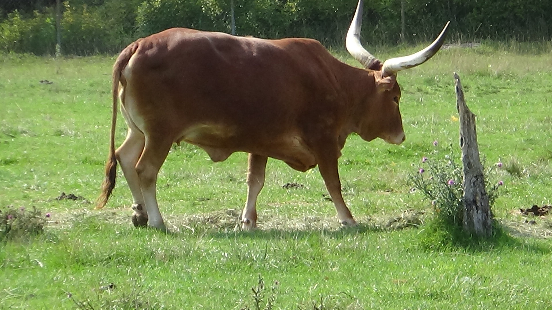 Watusi