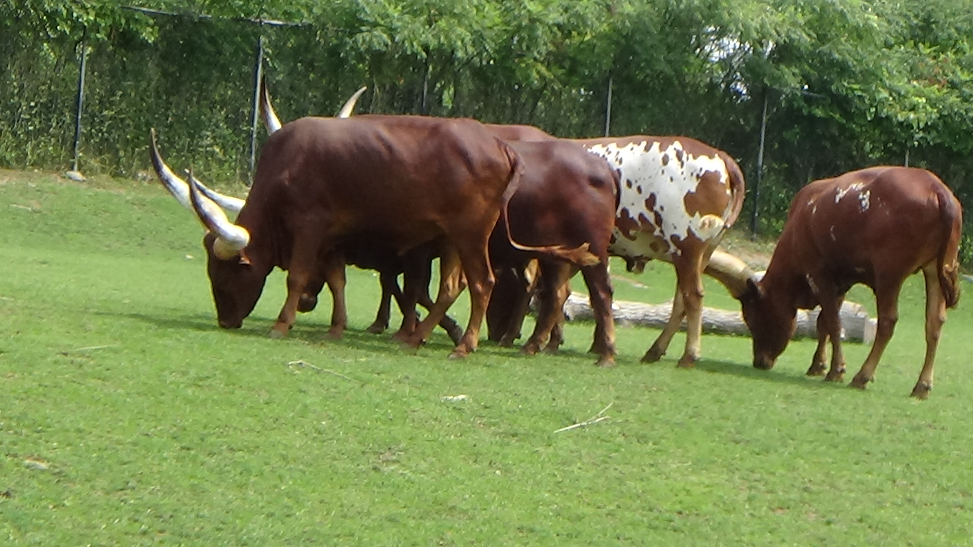 Watusi