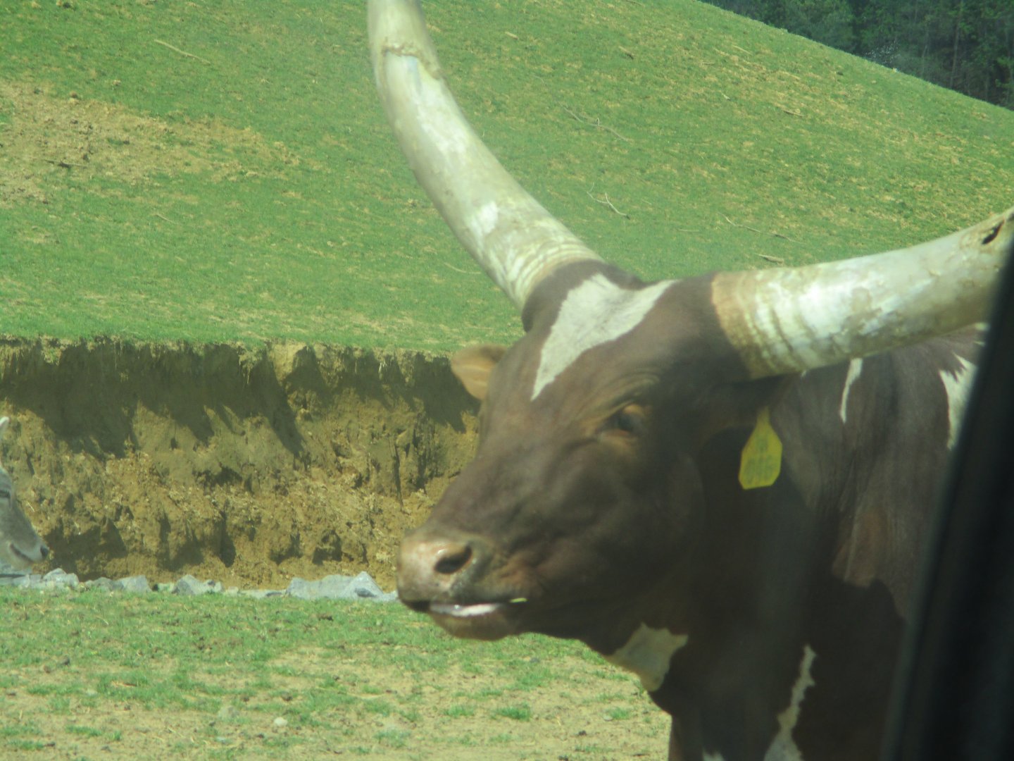 Watusi