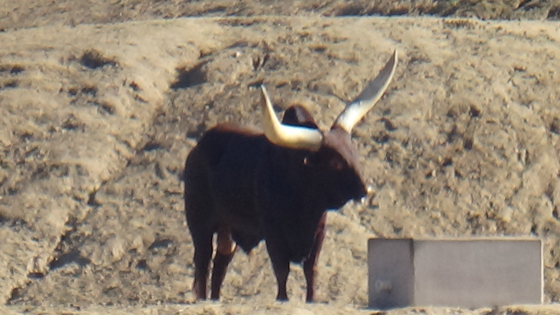 Watusi