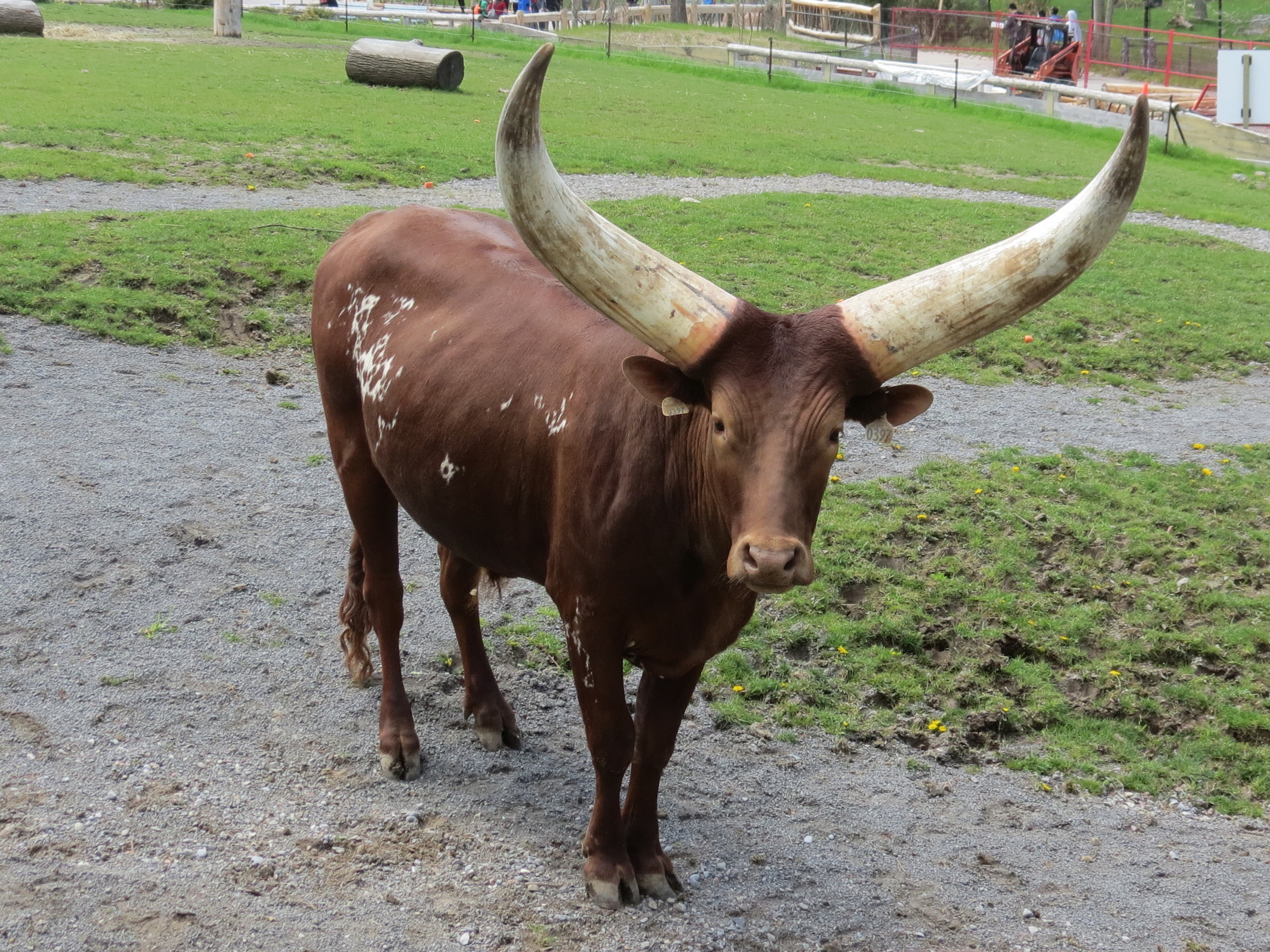 Watusi