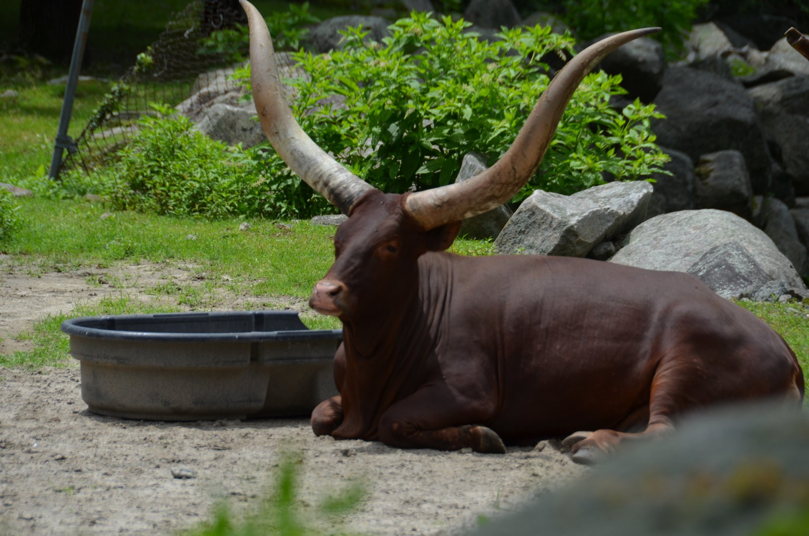 Watusi