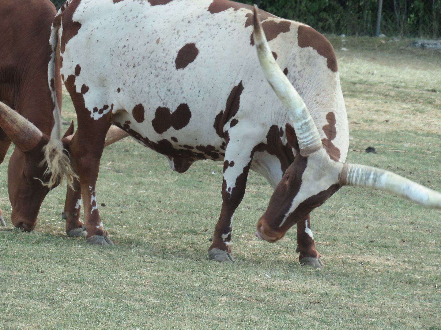 Watusi