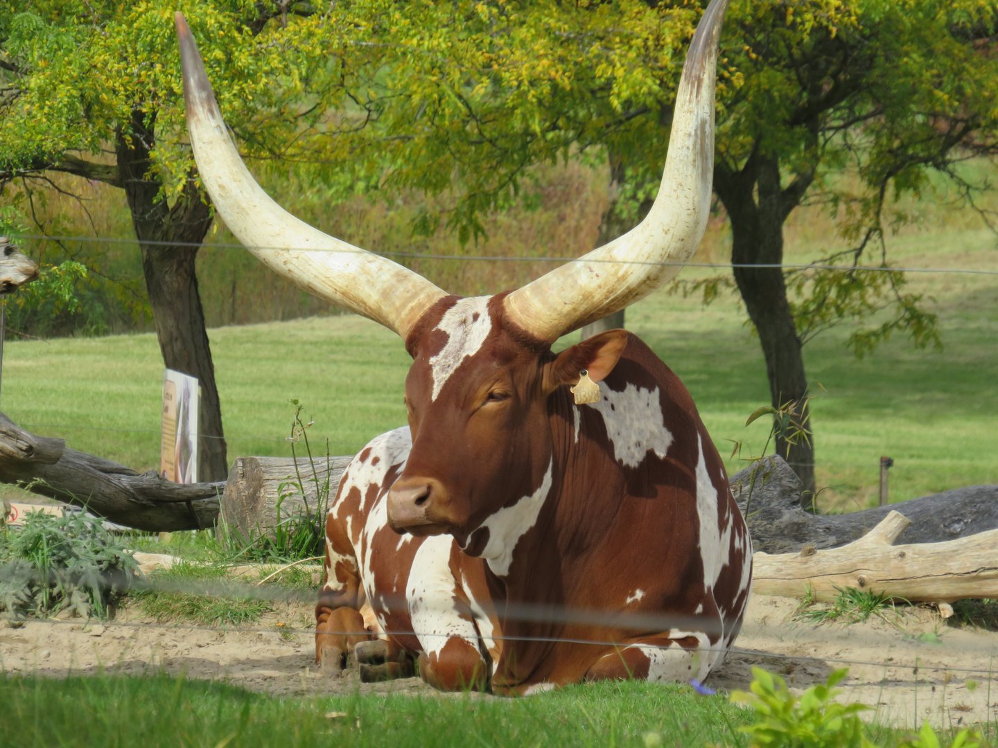 Watusi