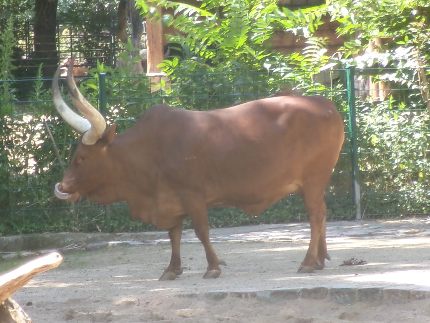 Watusi