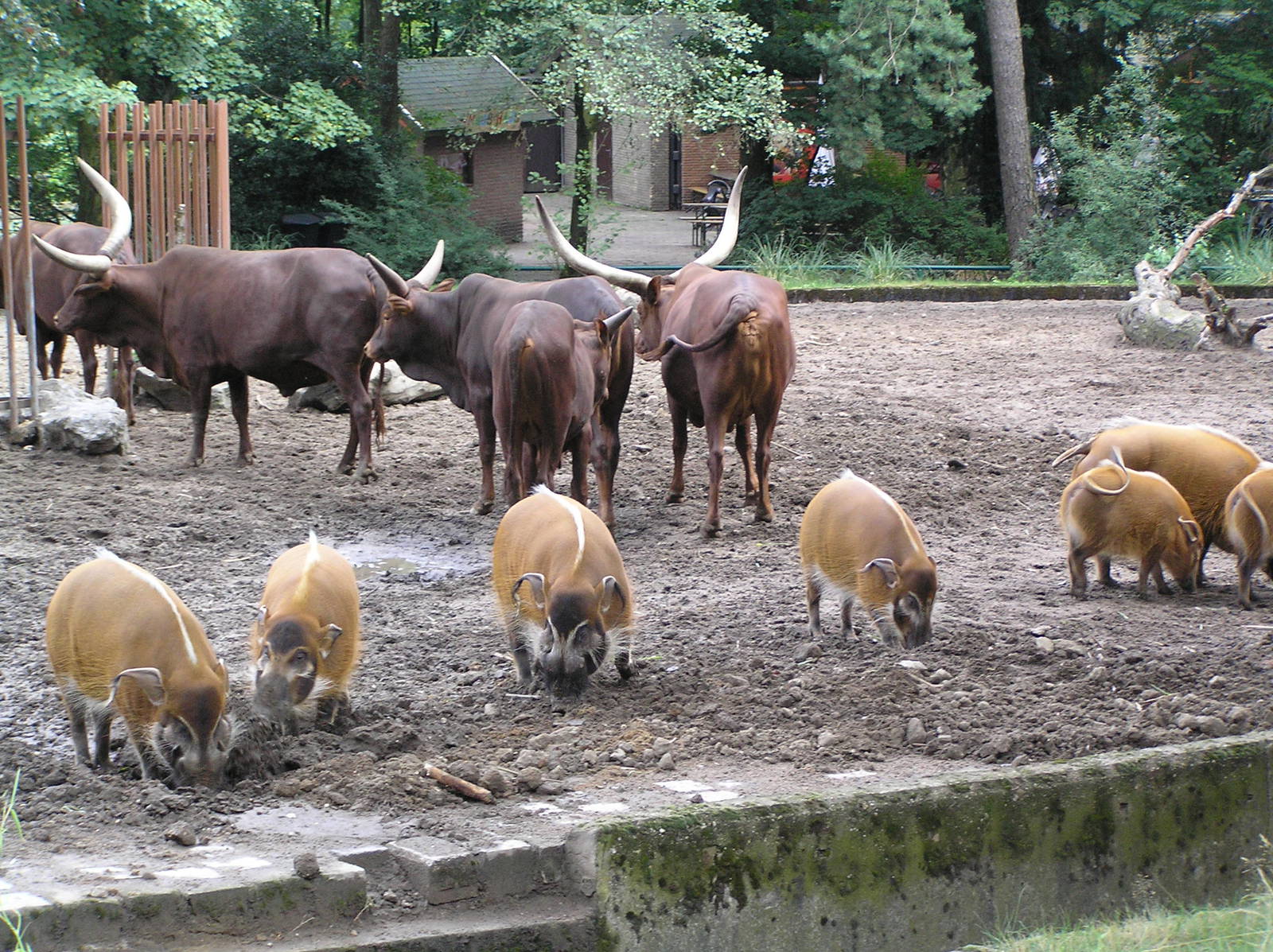 Watussi and red river hog - Duisburg - 2006
