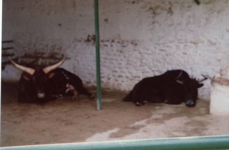 watussi bull and yak