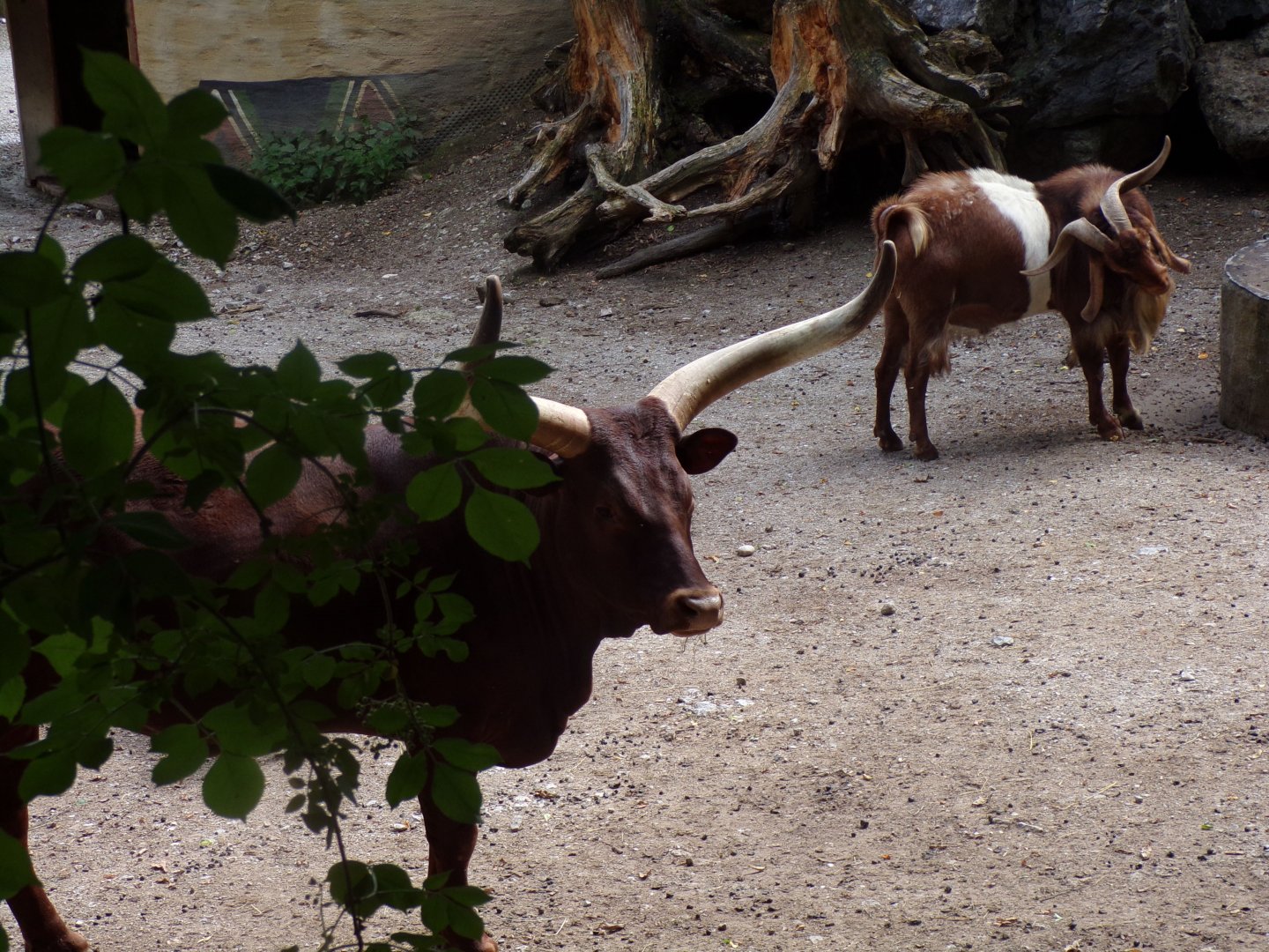 Watussi cattle 13.7.25