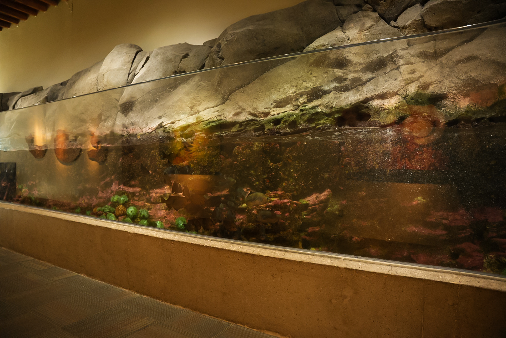 'Wave Crash' Tank (Pier 59)