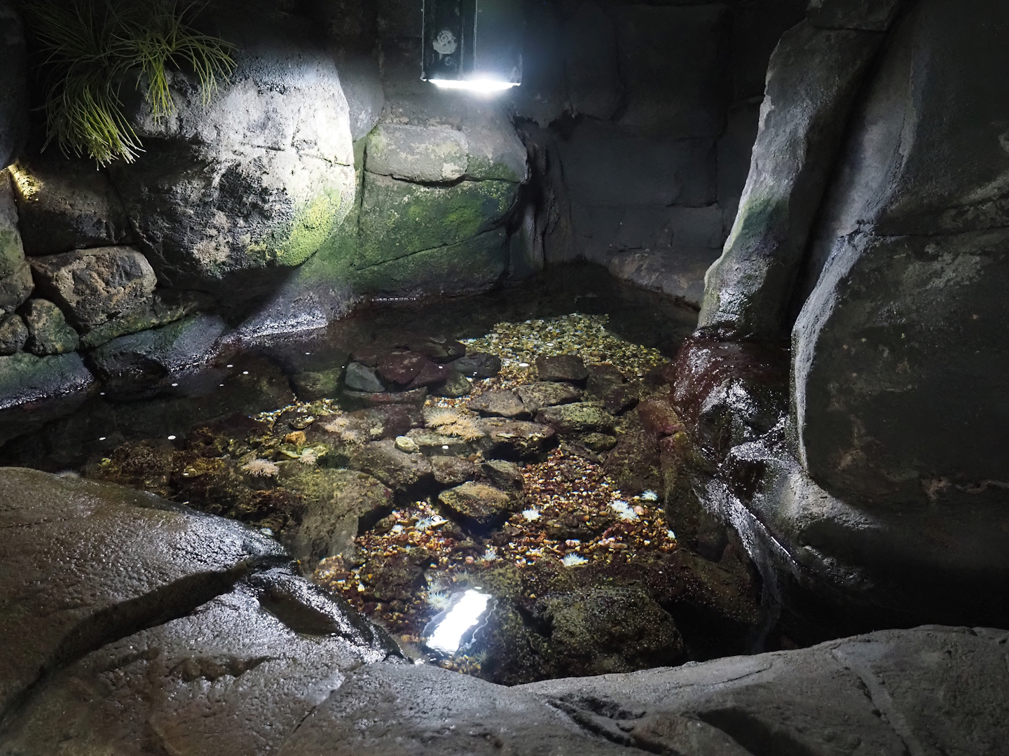 Wave tide pool, 2024-06-30