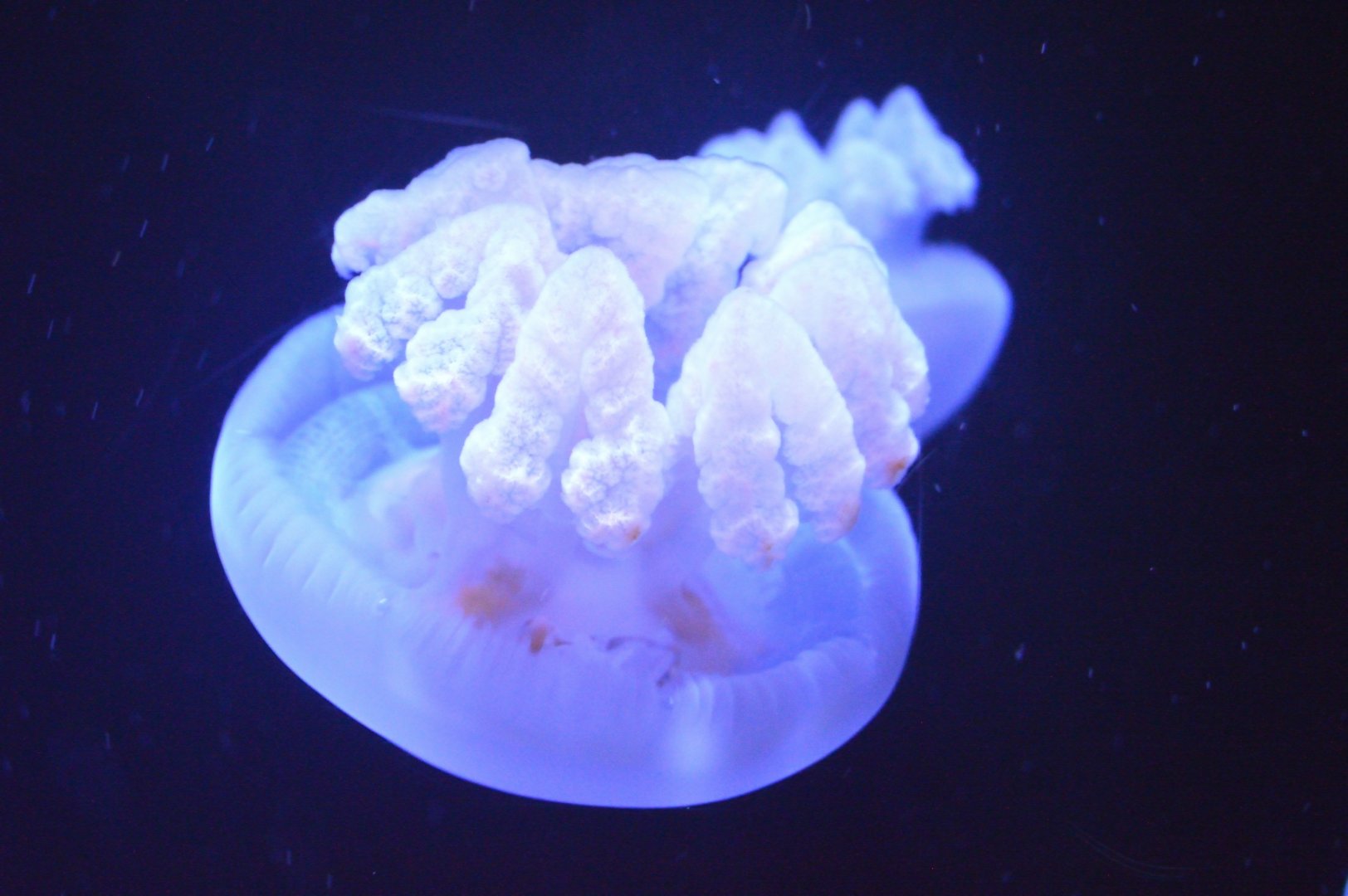 Waves of Wonder - Blubber Jelly