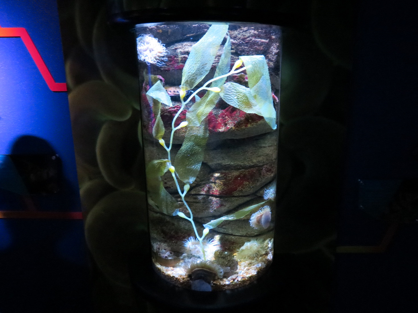 Waves Of Wonder - Cool Tide Pools Exhibit